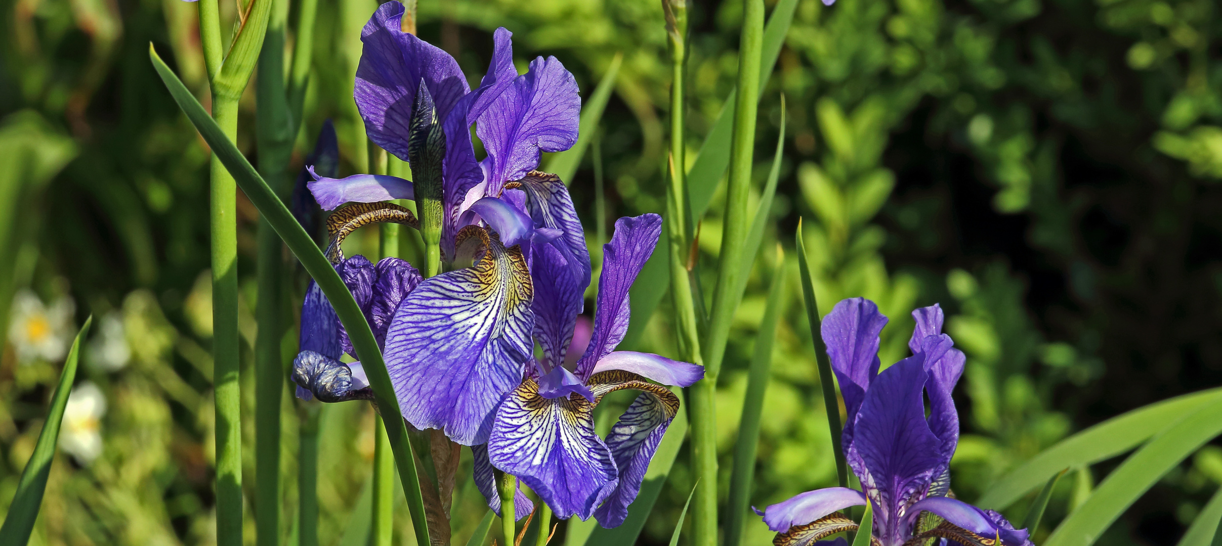 Iris sibirica - Sibirische Schwertlilie 