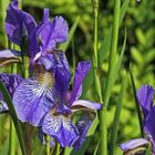 Iris sibirica - Sibirische Schwertlilie 
