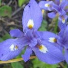 IRIS SISYRINCHIUM