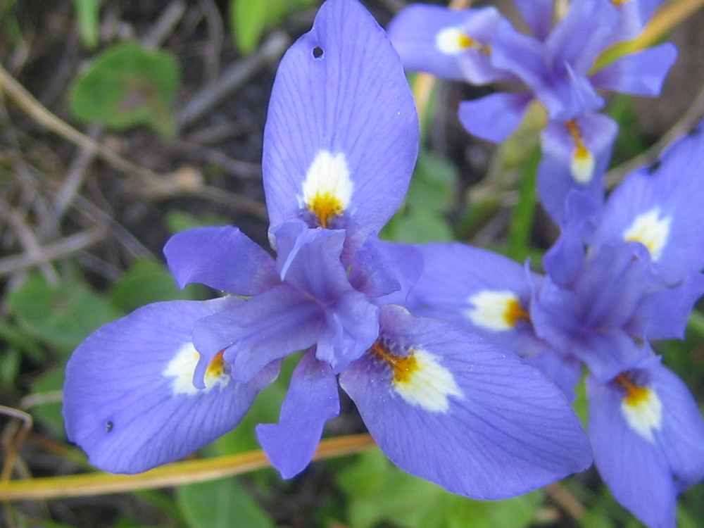 IRIS SISYRINCHIUM