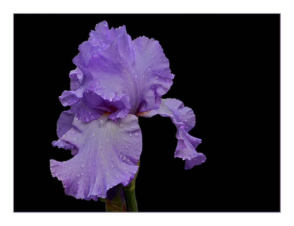 Iris sous la pluie