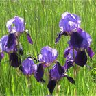 Iris spontanei