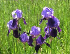 Iris spontanei