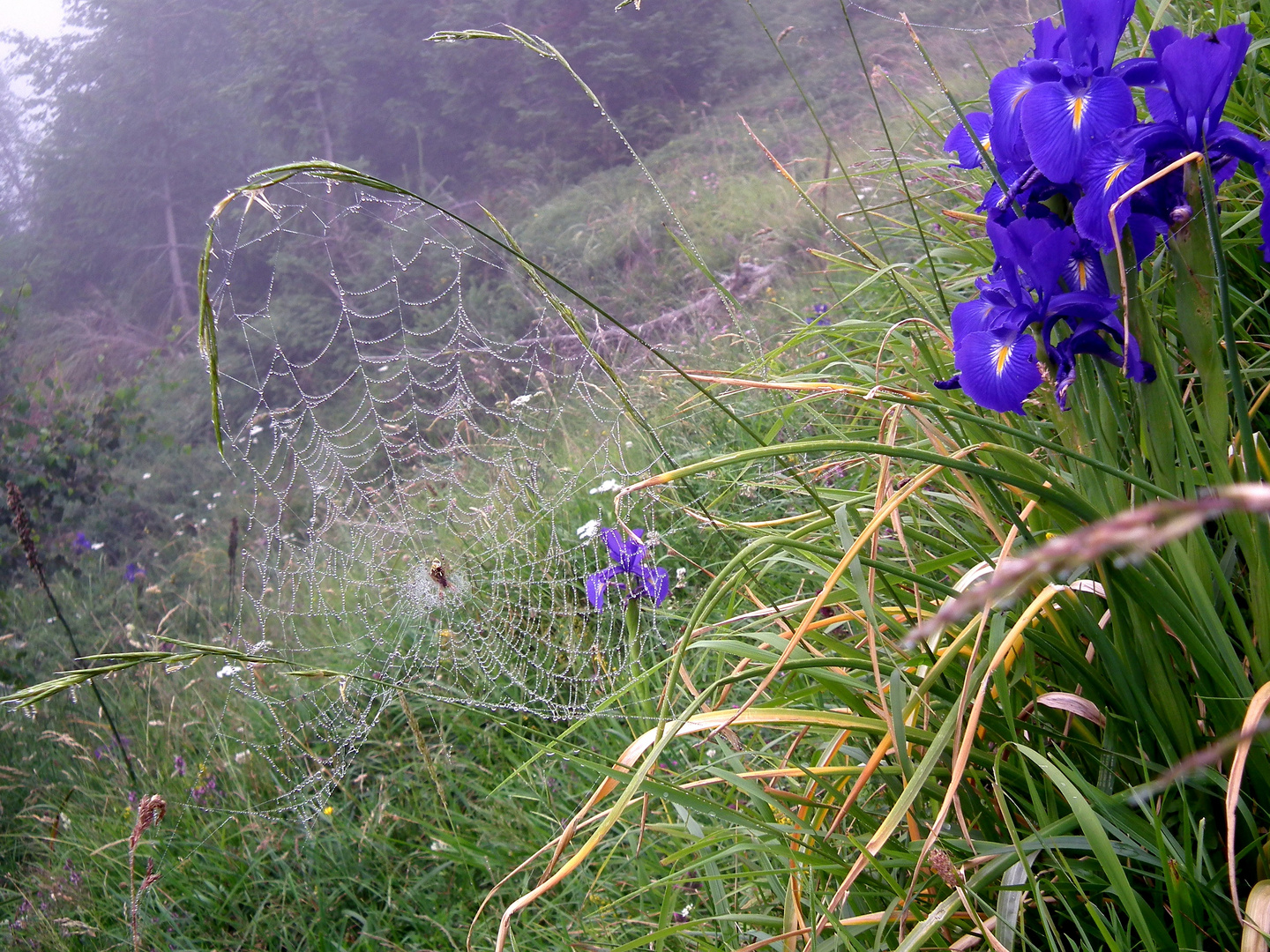 Iris sur la Toile