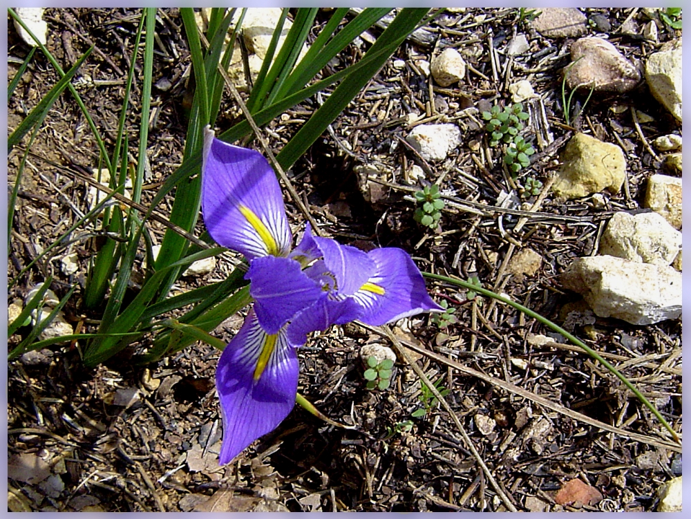 Iris syrica