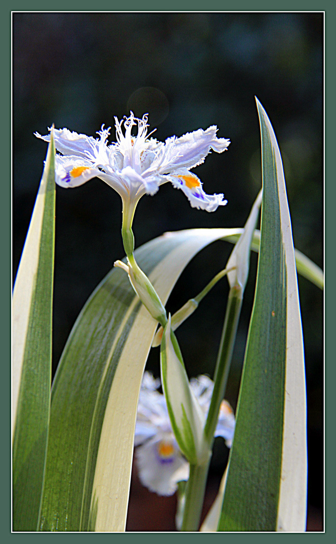 Iris tecorum Variegata (Orchideen Iris)