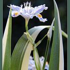 Iris tecorum Variegata (Orchideen Iris)