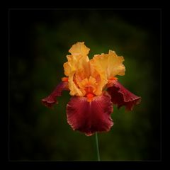 Iris "Torero"