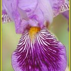 Iris toujours dans le jardin de Mme Mim