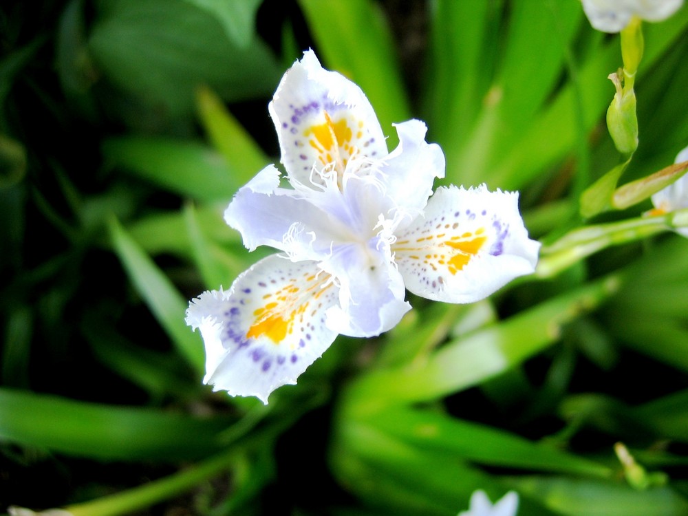 ...IRIS tra le tue poesie... Foto % Immagini| macro e close up, macro ...