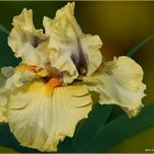 iris " trade secret "