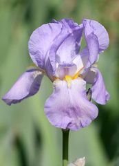 Iris 'Tyrolian blue'