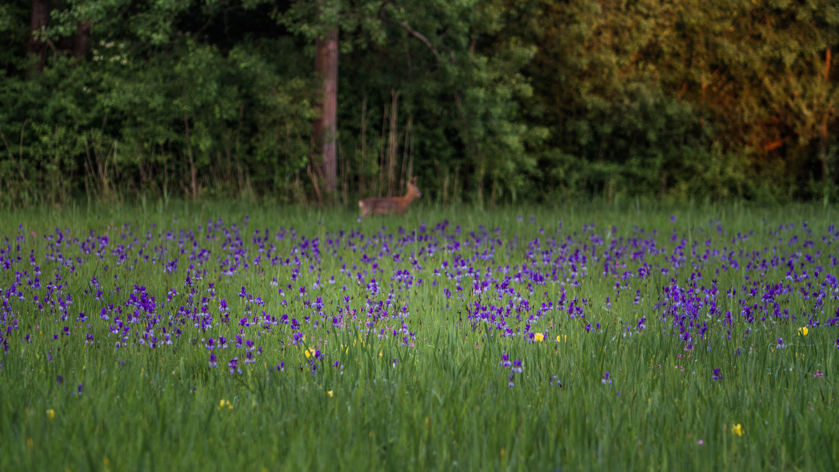 Iris und mehr