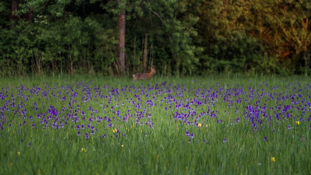 Iris und mehr