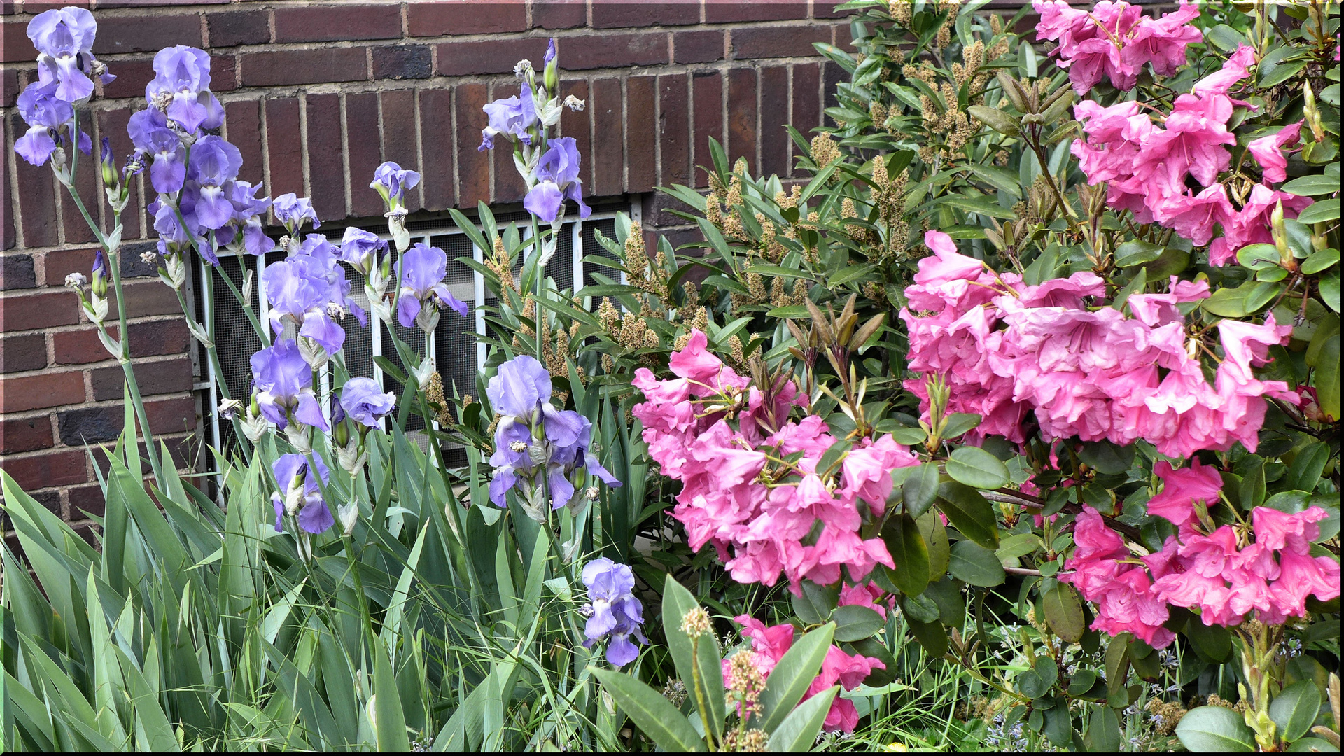 Iris und Rhododendron