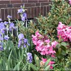 Iris und Rhododendron