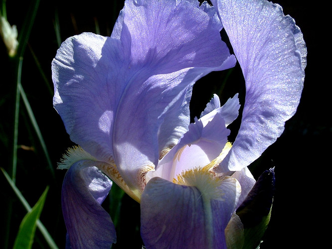 Iris und Sonne