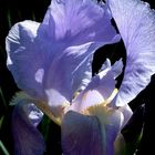 Iris und Sonne