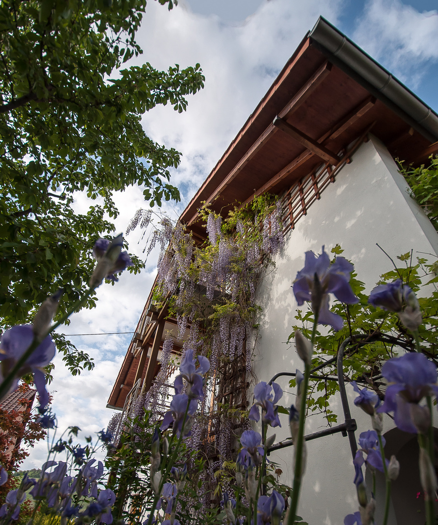 Iris und Wisteria