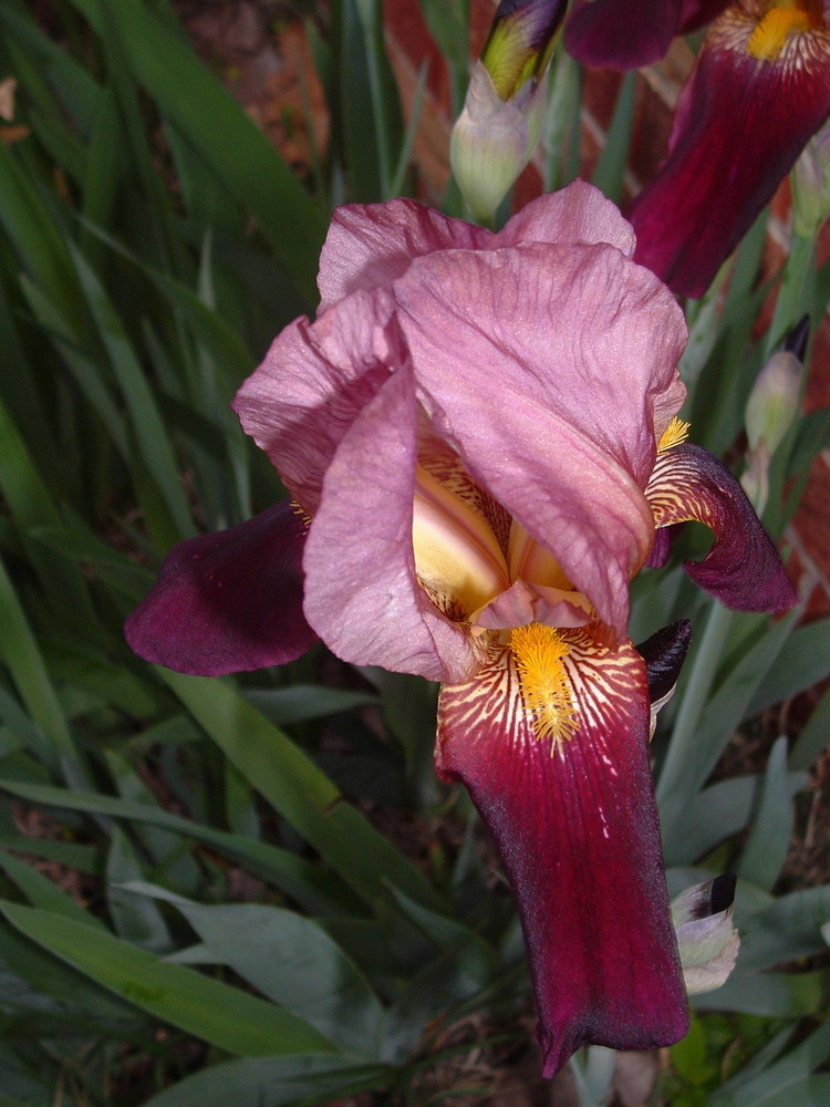 Iris (uneditied)