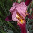 Iris (uneditied)