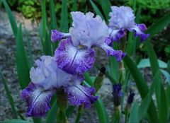 Iris V