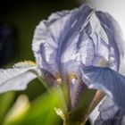 Iris Variation