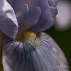 Iris Variation
