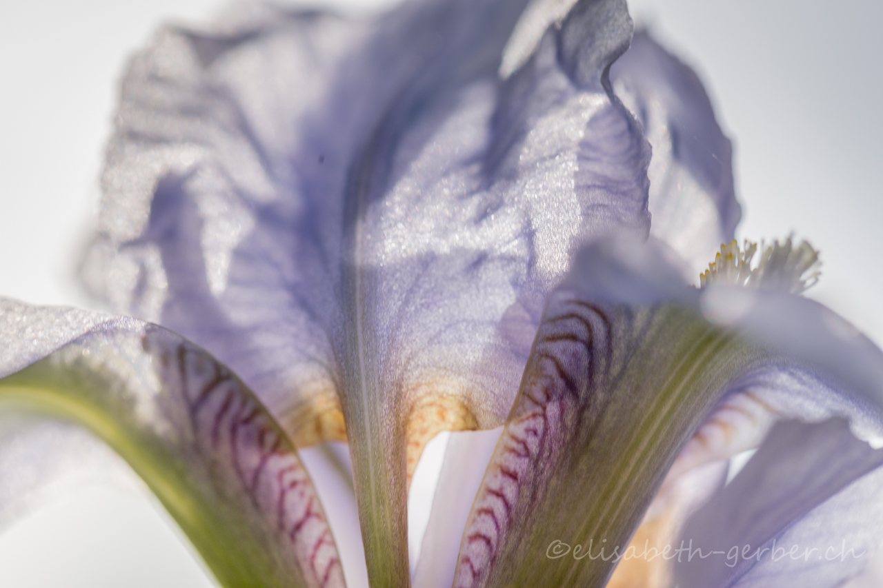 Iris Variation