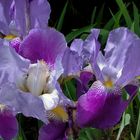 Iris -Verschiedenfarbige Schwertlilie- Iris versicolor-