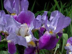 Iris -Verschiedenfarbige Schwertlilie- Iris versicolor-