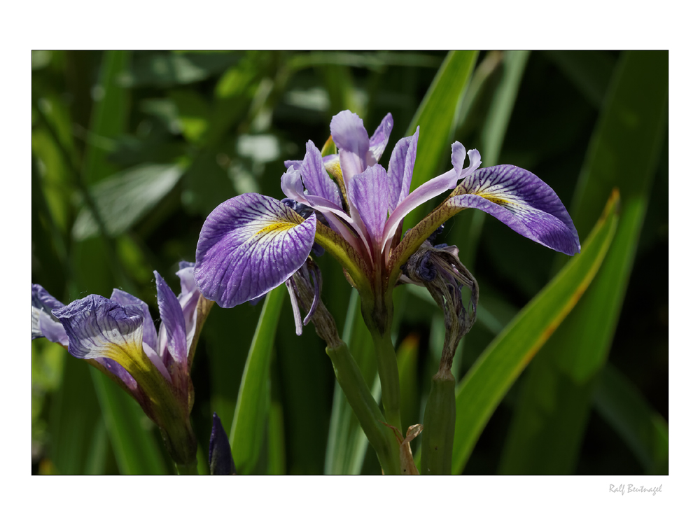 Iris versicolor