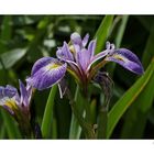 Iris versicolor