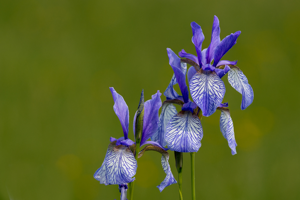 Iris versicolor