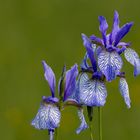 Iris versicolor