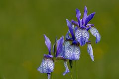 Iris versicolor