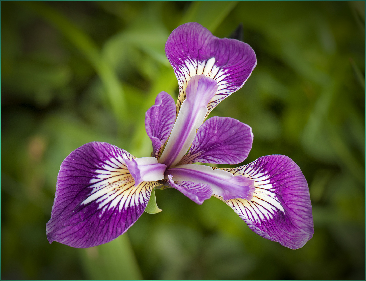 Iris versicolor