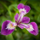 Iris versicolor