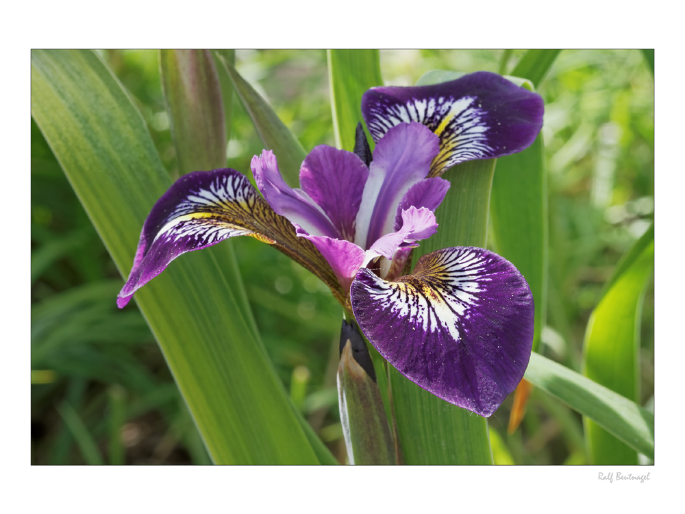 Iris versicolor II