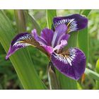 Iris versicolor II