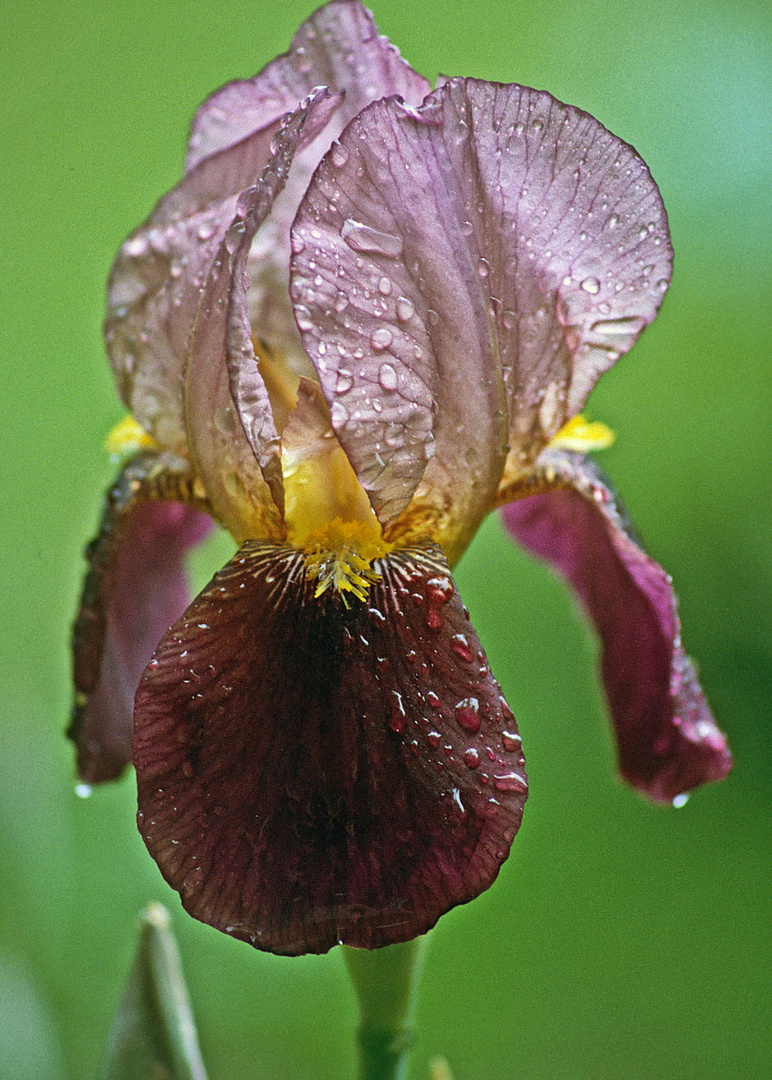 Iris violett