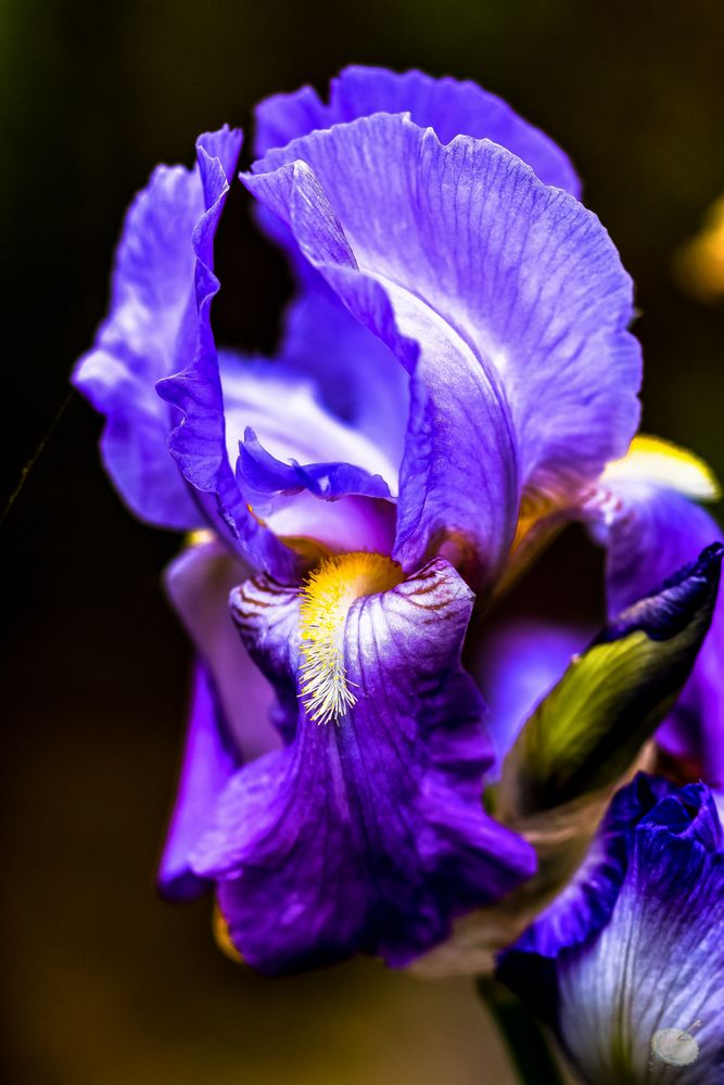 Iris - Voll erblüht