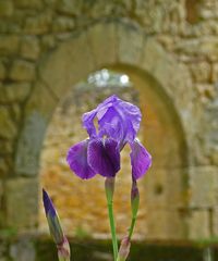 Iris vor altem Gemäuer