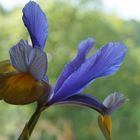 Iris vor dem Fenster