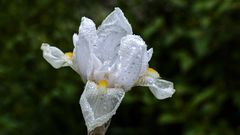 Iris vor der Terrasse 