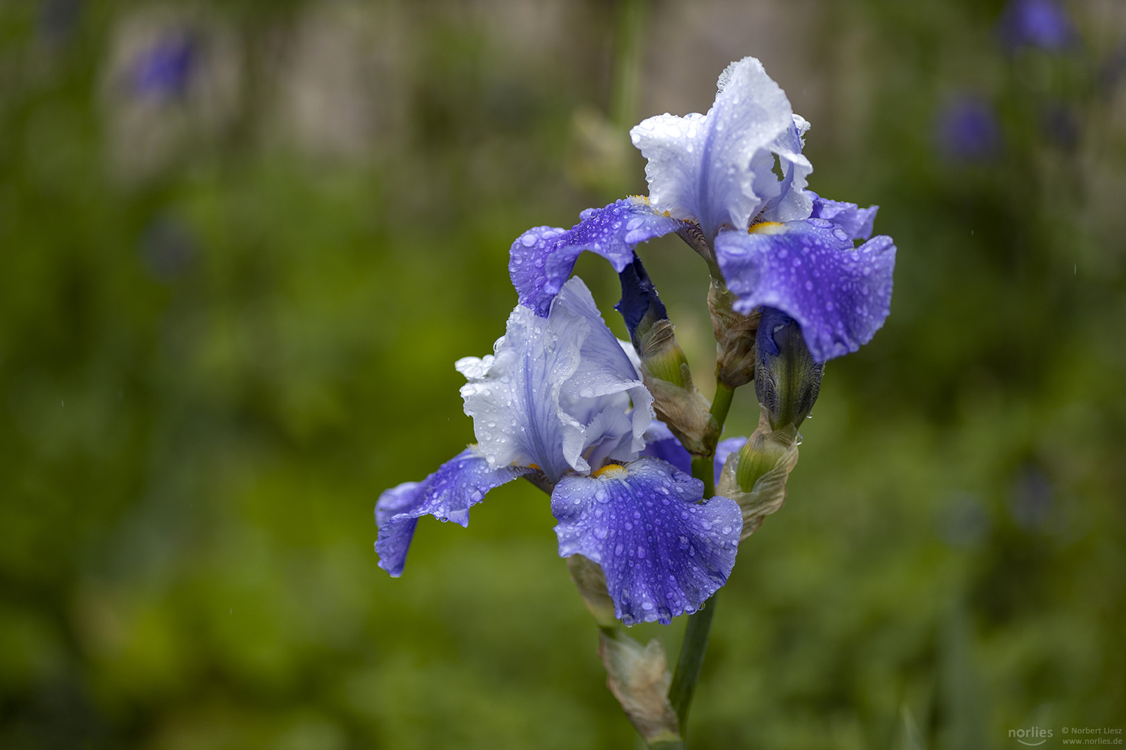 Iris with raindrops