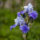 Iris with raindrops