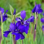 Iris zum Blue Monday