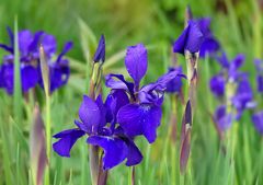 Iris zum Blue Monday