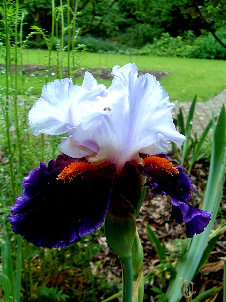 Iris1